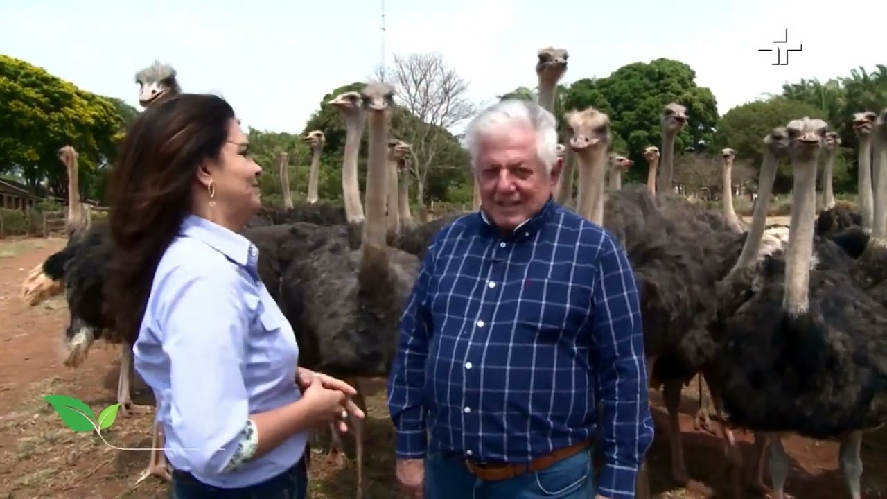 Mato Grosso do Sul troca o gado por carne de avestruz: entenda o motivo
