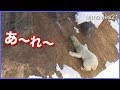 斜面を滑るホッキョクグマ　リラ Polar Bear　slide down