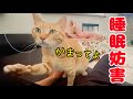甘えた過ぎて寝てる主を邪魔してくる猫が可愛すぎる