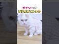 【100均】可愛すぎる犬用服『猫』に着させてみたら⁉️【100円ショップ/ダイソー/ネコ】