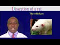 Dissection of a rat by dr bbosa science