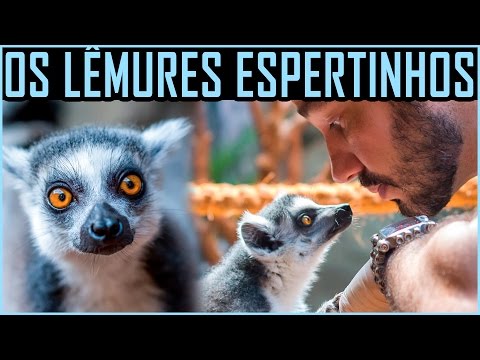 Vídeo: Quem São Lêmures