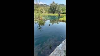 Vitoja Montenegro 2025 #montenegro#vitoja#springwater#summer#nofilterbeauty#balkans 🇦🇱🇦🇱🇦🇱