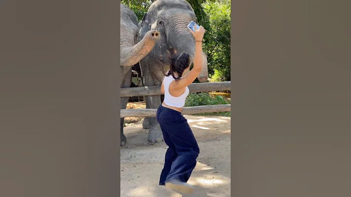 She was like escaping from her life 🐘🥰❤️ #elephant #keffamily #babyelephant #kef #chimean