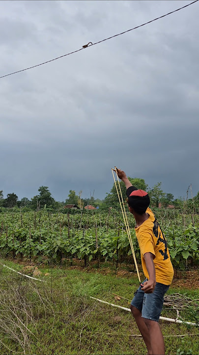 ketapel hewan ter ombang ambing di kabel #shortvideo