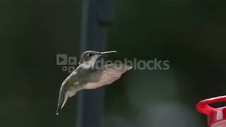 Slow motion smallest bird on earth flapping wings