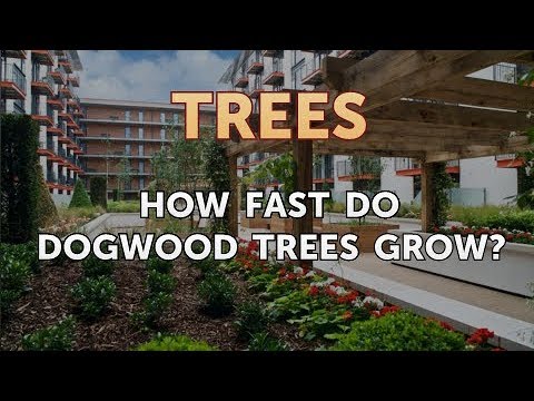 Video: Apa Jenis Dogwood Untuk Dipilih Untuk Kebun?