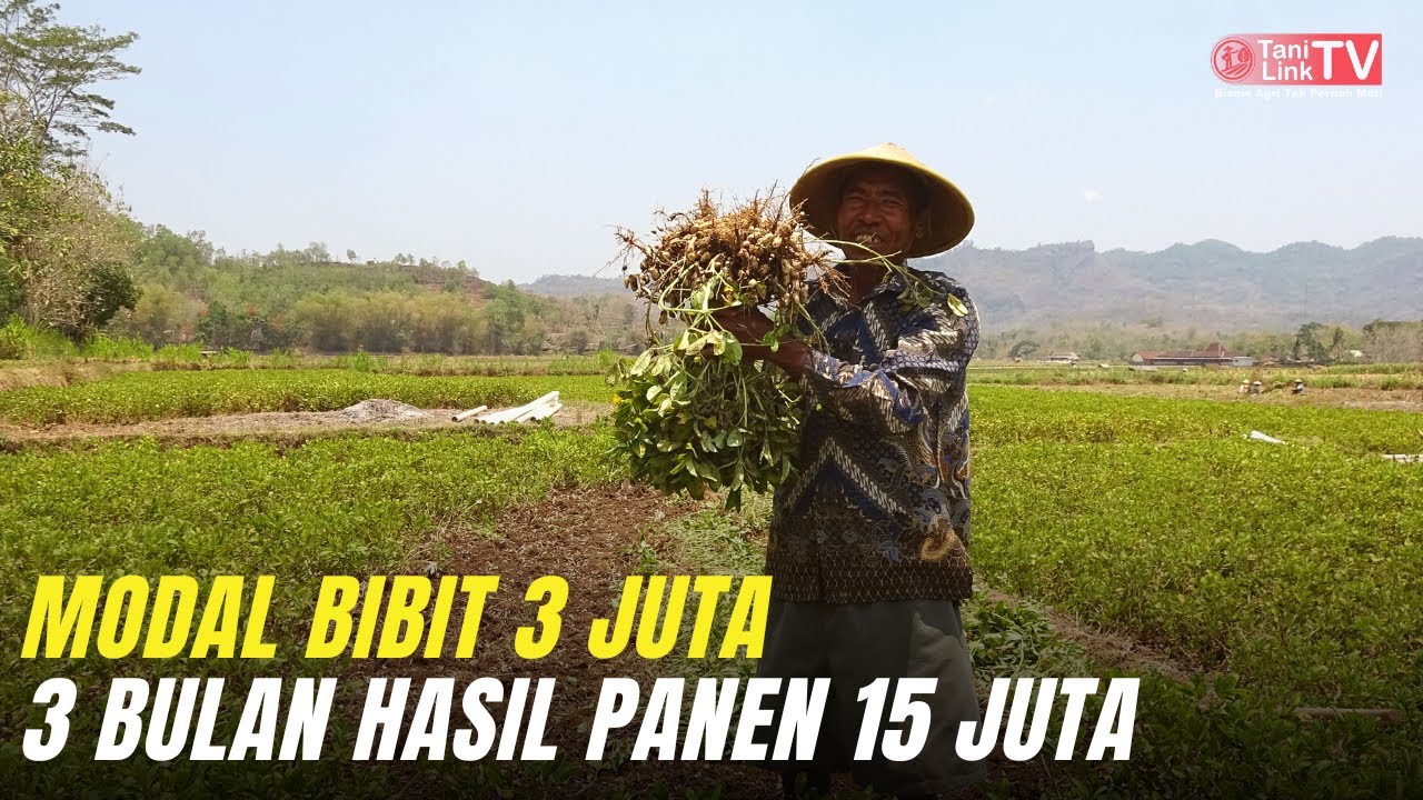 Hasil Panen Melimpah! Menanam Kacang Tanah di Musim Kemarau