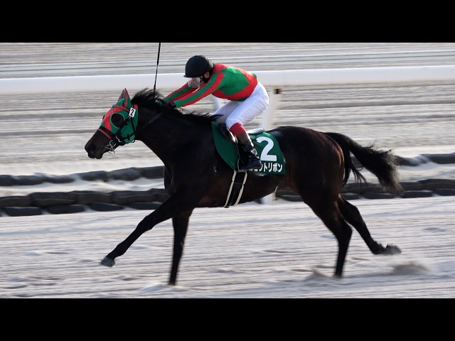 ファインモーション 全て現地馬券 新馬戦含む全17レース ファイン