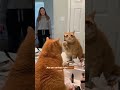 Cat Catches Owner Mid-Makeup & Absolutely Loses It 💄😱 #shorts #cats