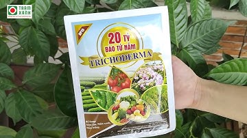 Chế phẩm sinh học TRICHODERMA 20 tỷ bào tử nấm
