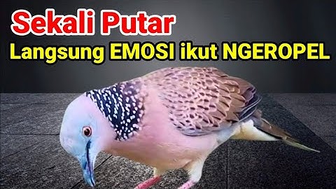 Masteran Tekukur Gacor Lanjut Ropel panjang Suara Bagus untuk pancingan tekukur agar bunyi gacor