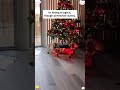 When your dog hides but their gives them away every time E#dog #usa #funnyvideo #fyp #funny