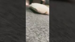 Crawling trend tutorial