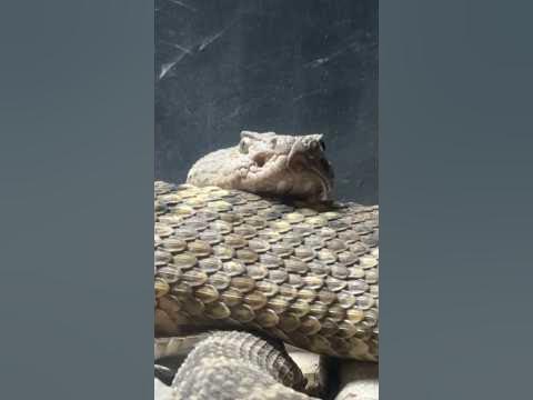 Do Reptiles Need UVB? - YouTube