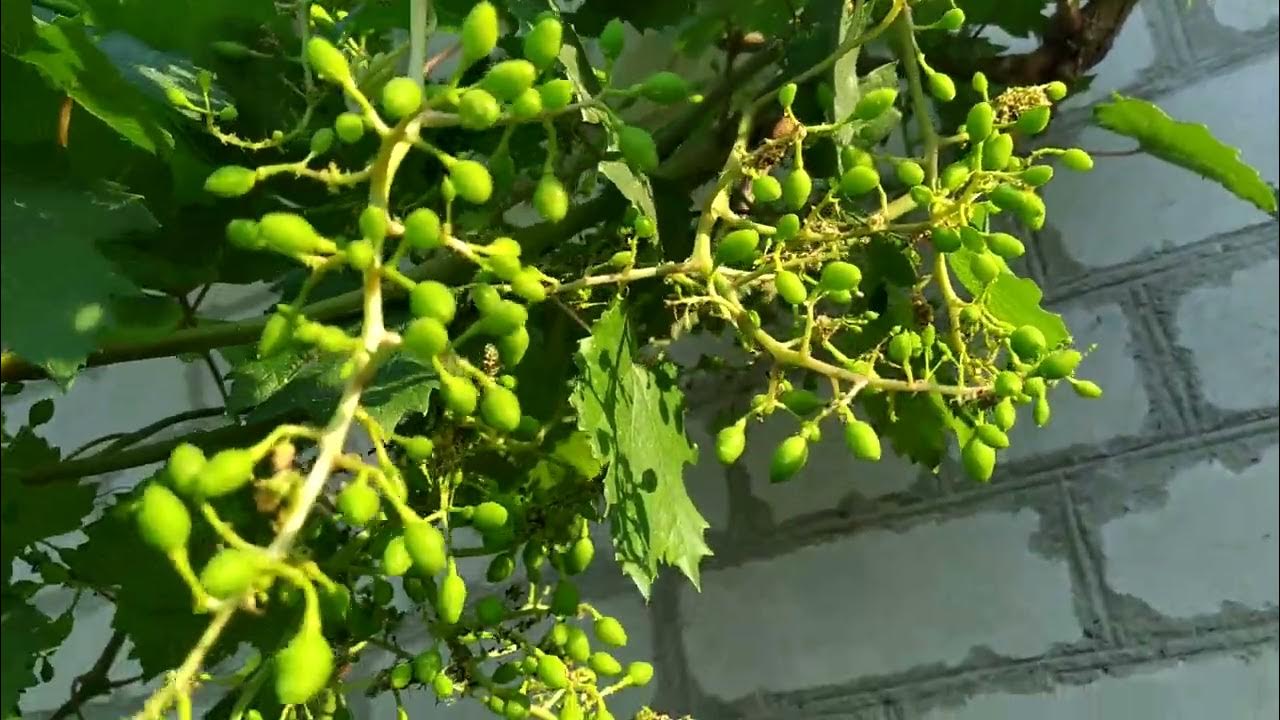 виноград, подарок кузьмич, плодовые морозостойкие - Садик мечты