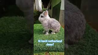Download Lagu si kecil netherland dwarf MP3 Download Lagu si kecil netherland dwarf MP3
