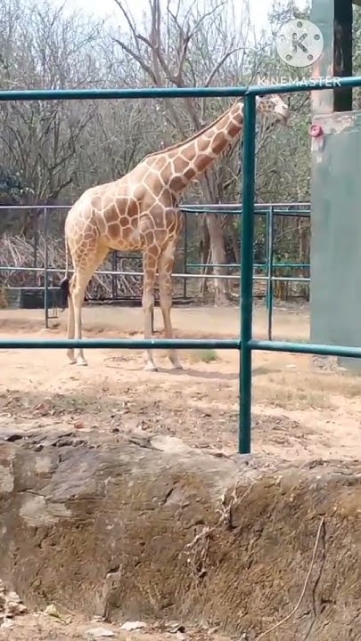 why is giraffes famous #giraffe /fast, information.habitat.species