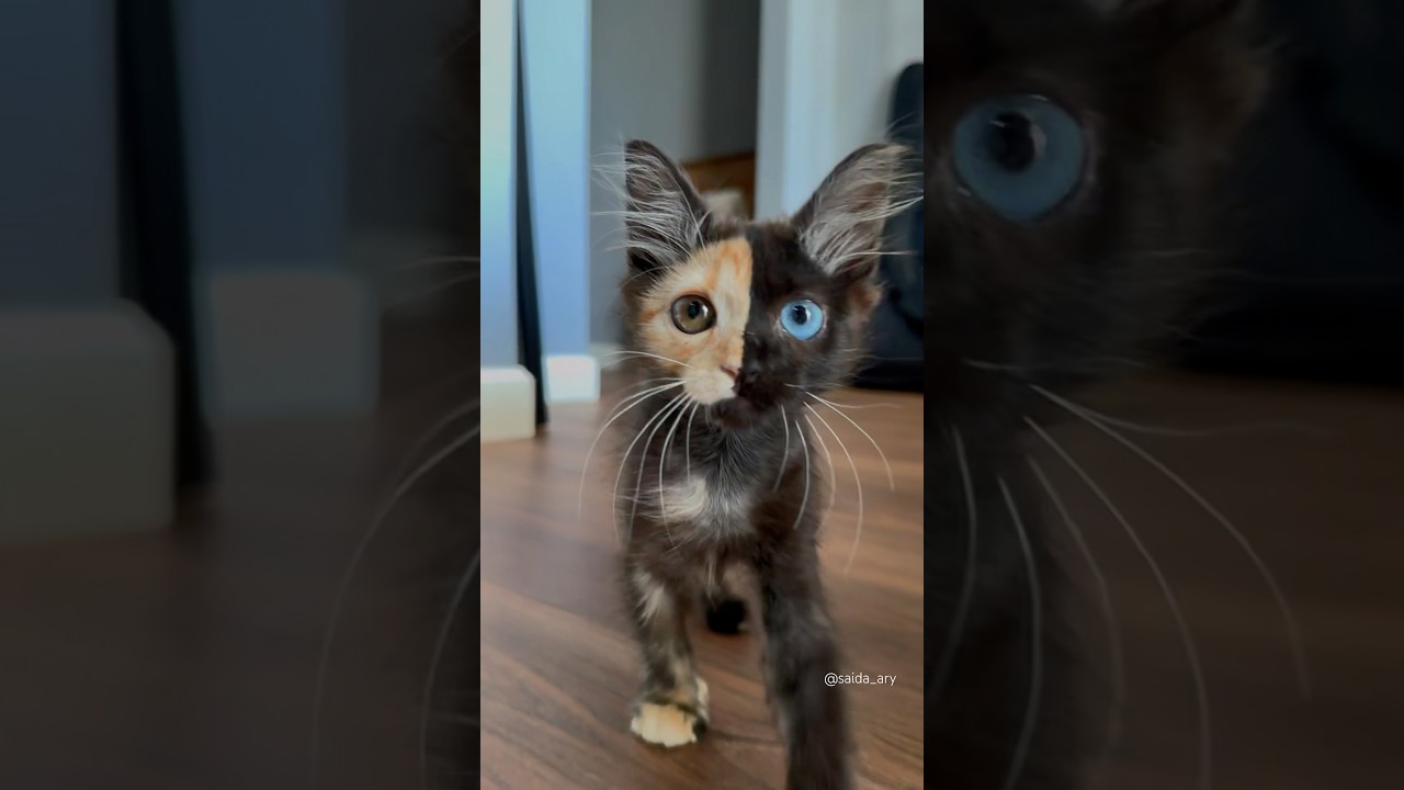 The Rarest Chimera Cat in the World