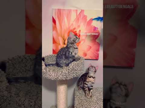 JungleBeauty Bengals video thumbnail
