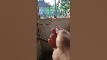 burung kutilang emas di aviary mini oemah manoek #burung #aviary #shorts