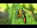 Robberfly (Asilidae) with prey