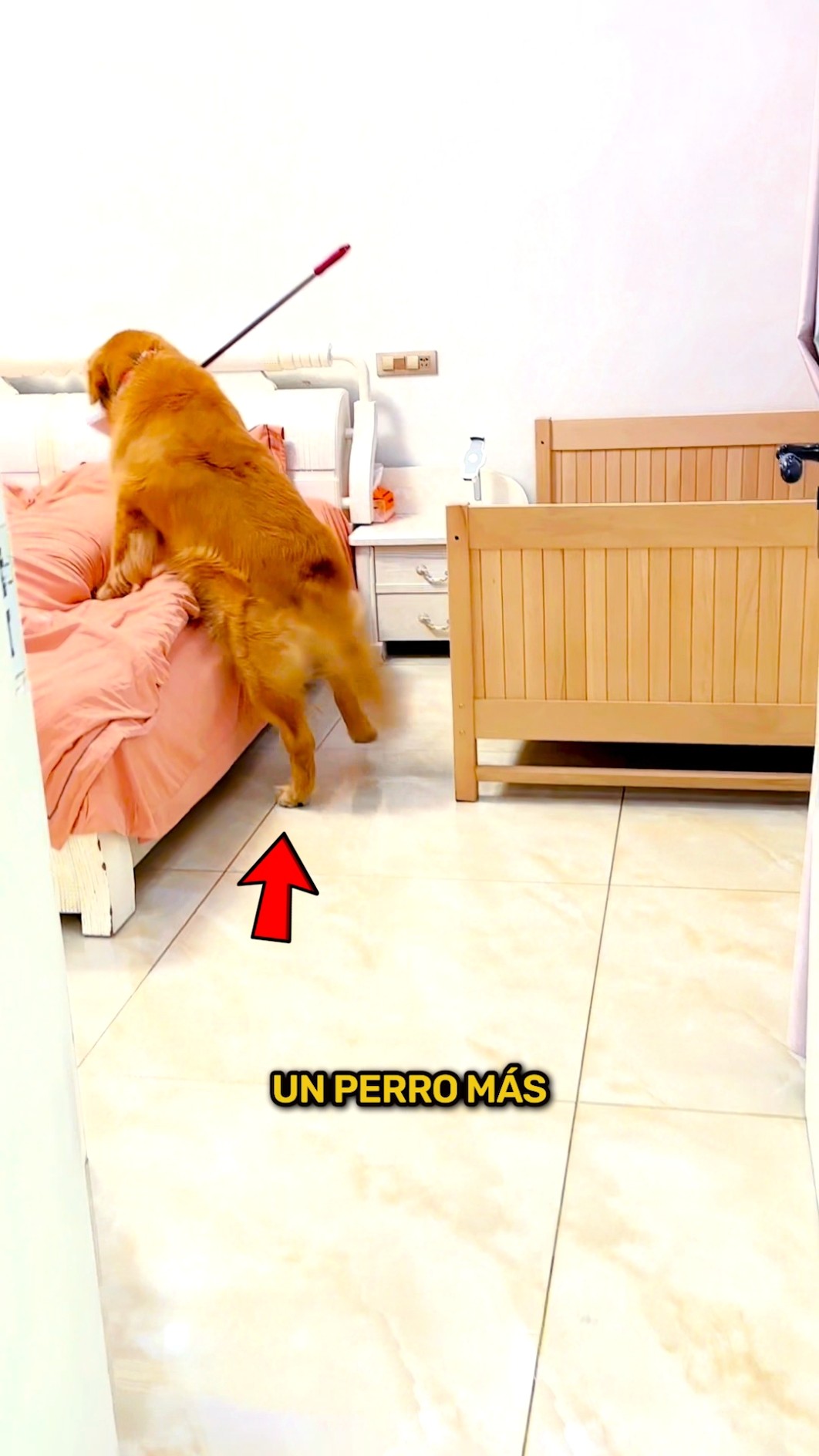Cuando un perro tiene más responsabilidad que tú… ??