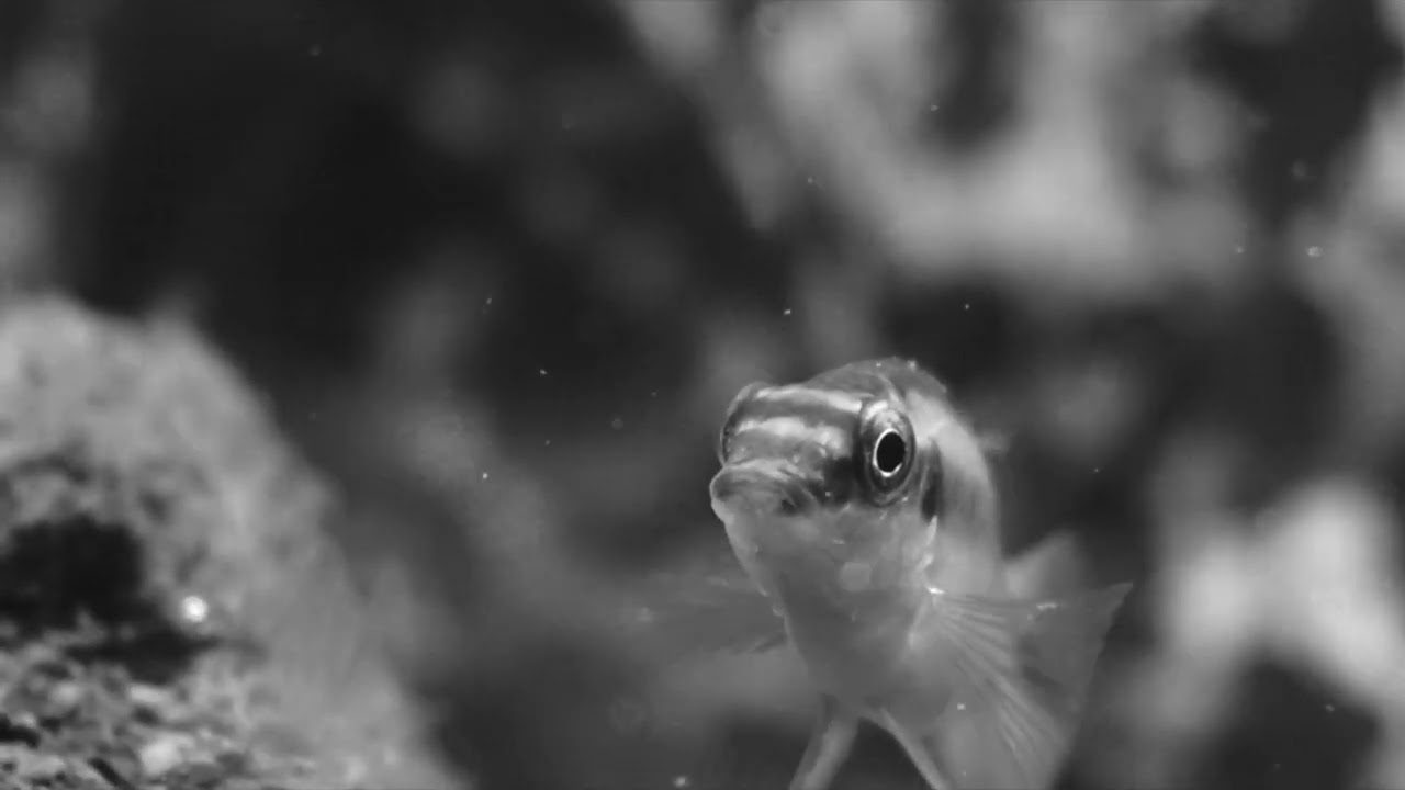 showreel