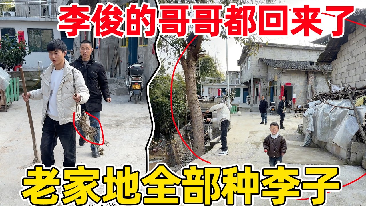李俊的三个哥哥来分老家的土地界线了，属于李家的地全部种上李子树，坚决不让别人霸占