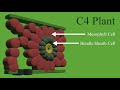 Photosynthesis and Plant Adaptations Quiz