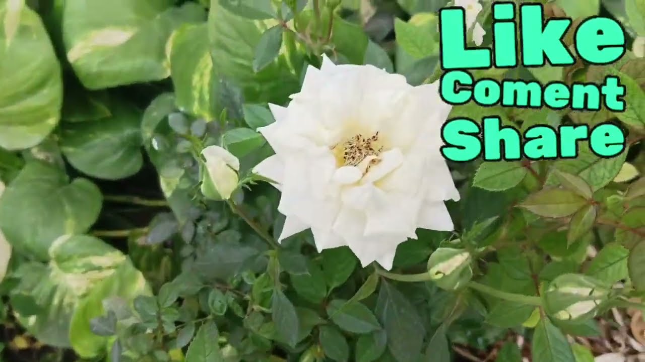 19फरवरी26 गार्डन अपडेट #gardening #गार्डनिंग #plants #apdet #birdsongs 