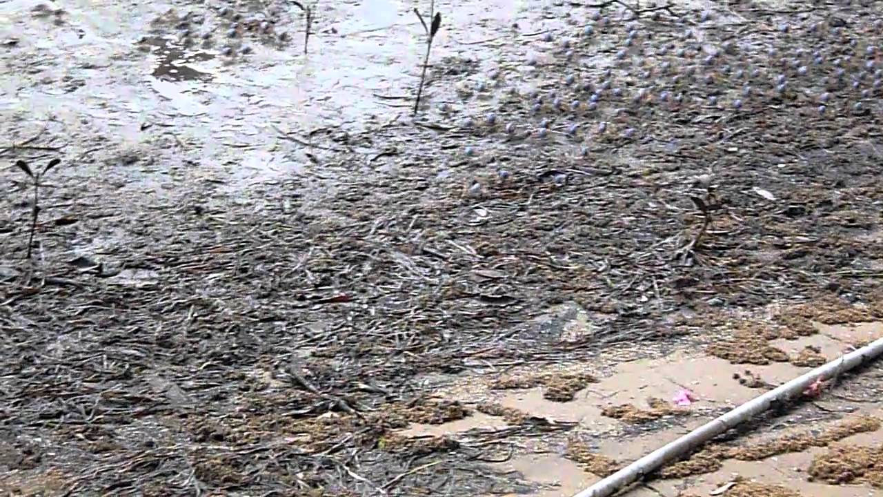 Soldier Crabs at Patonga