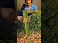 He Built This Tool From Just One Piece of Bamboo! #TrendingNow #Innovation #technology
