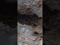 #bats #dracula #cave #caves #cavesandcliffs #nature #arkansas