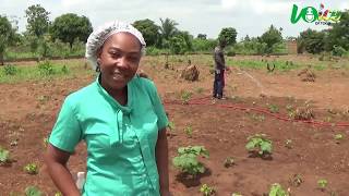 Togo: elle abandonne son boulot pour se lancer dans l'agriculture