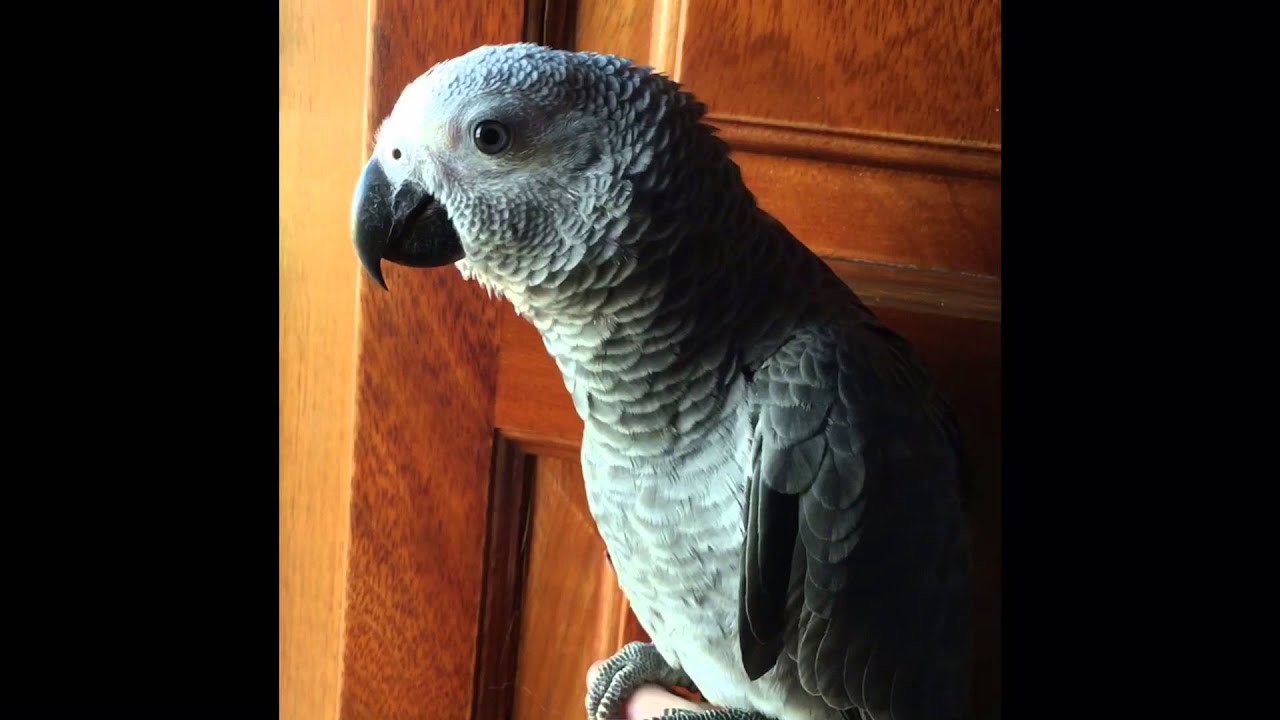 Papagaio Cinzento Cauda Vermelha Bebe Criado A Mao Youtube