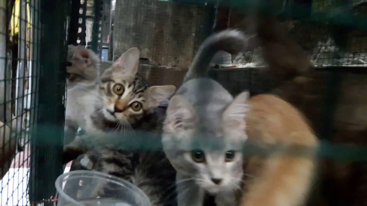 Kucing Kitten Persia Medium ShortHair Siap Adopsi - YouTube