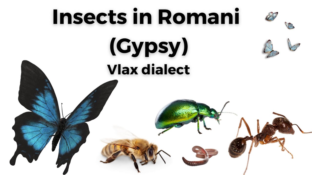 ⁣Insects in Romani