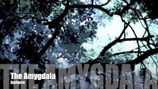 The Amygdala - Zephyrus