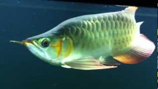 King FaFuLong Mitra Super Red Arowana