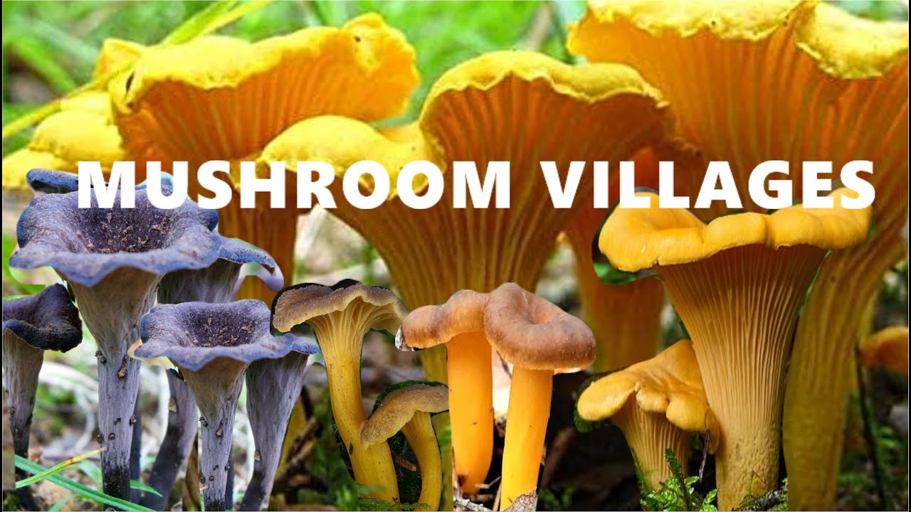 CHANTERELLE'S VILLAGE - MEGAJACKPOT FOR MUSHROOM FORAGING!
