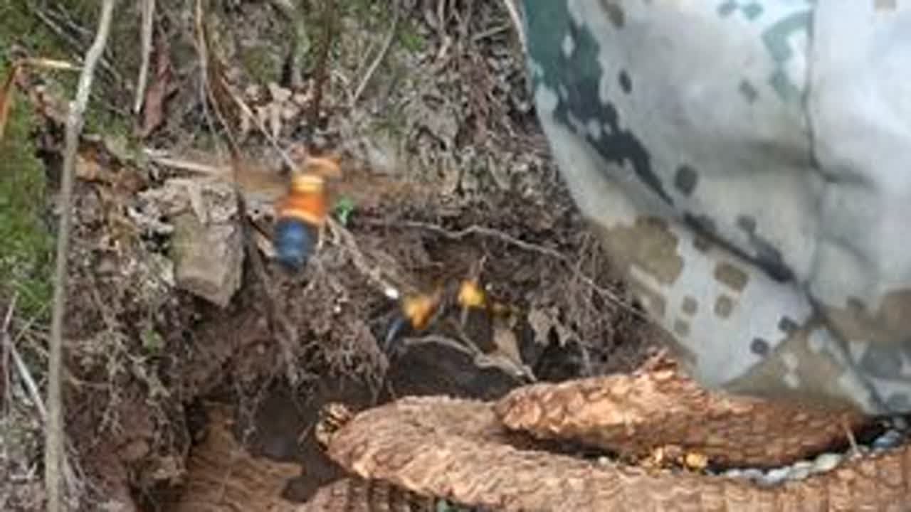 黑尾虎头蜂捅它