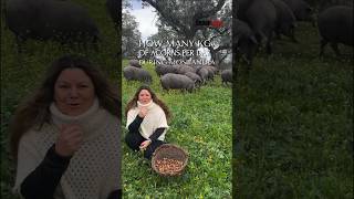 Cuántos Kg de bellotas come el cerdo Ibérico al día 🐽 How many Kg of acorns does the Iberian pig eat