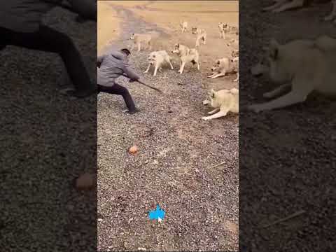 Wolf PACK Attack