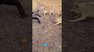 Wolf PACK Attack ON a MAN Profile