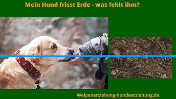 Was fehlt dem Hund wenn er Sand frisst?