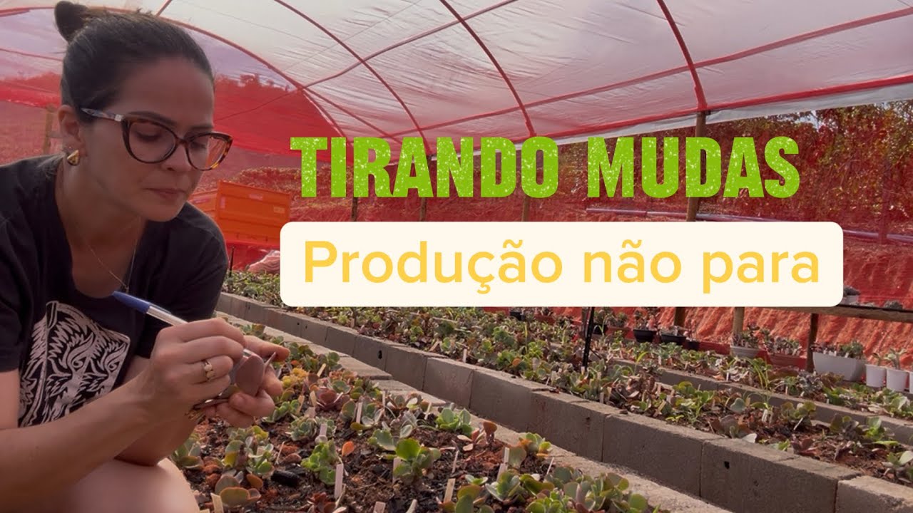 Tirando mudas da estufa de produção para as vendas futuras 