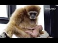 Lar Gibbon Baby~シロテテナガザルの赤ちゃん(旭山動物園)