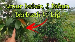 [Episod847] subhanallah.. teruja tak sangka pokok cempedak muda berbuah lebat semasa kerja² membaja.