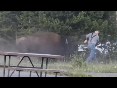 Man says he's OK after bison attack at Yellowstone